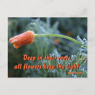 Lightly Frosted California Poppy Postcard