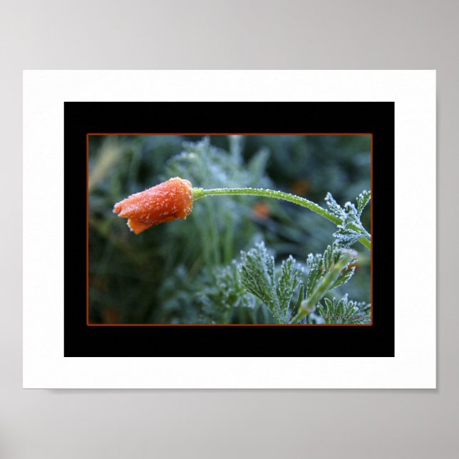 Lightly Frosted California Poppy Poster (Front)