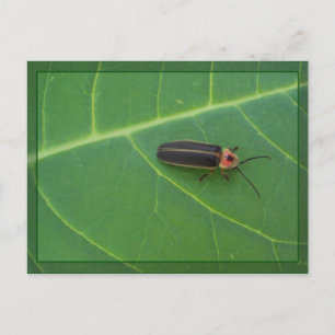 Lightning Bug on Leaf Postcard