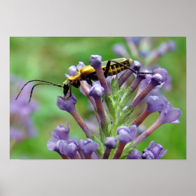 Lightning! Poster (Front)