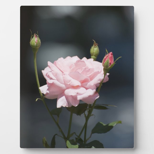 Like a Rose Plaque (Front)