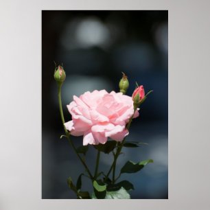 like a rose poster
