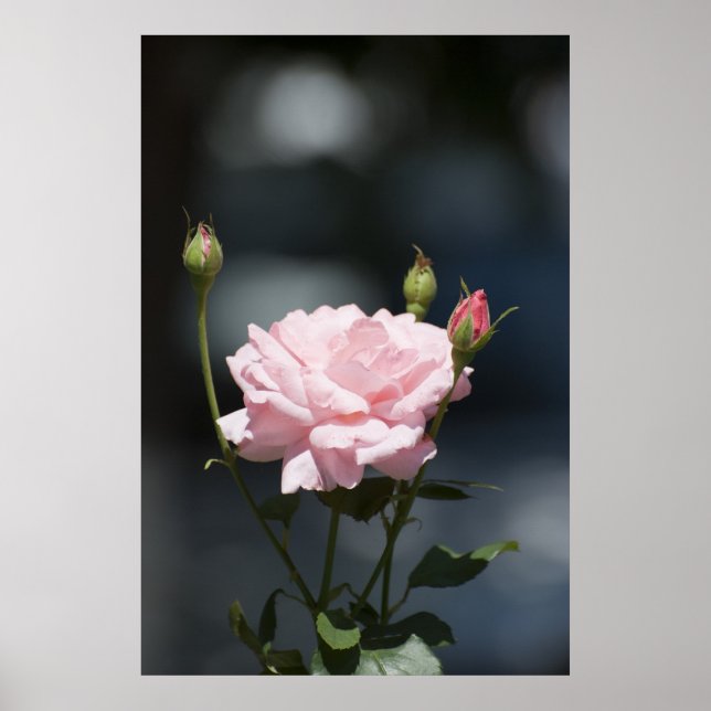 like a rose poster (Front)