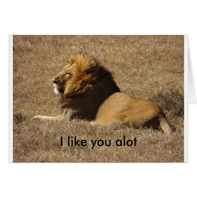 Like You A Lot (Front Horizontal)