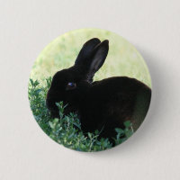 Lil Black Bunny