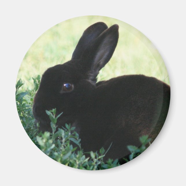 Lil Black Bunny Magnet (Front)