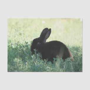 Lil Black Bunny Tissue Paper