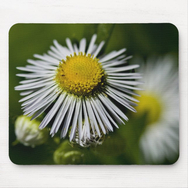 Li'l Daisy Mousepad (Front)