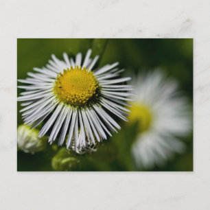 Li'l Daisy Postcard