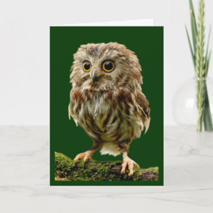 'Lil Owl Encouragement Card