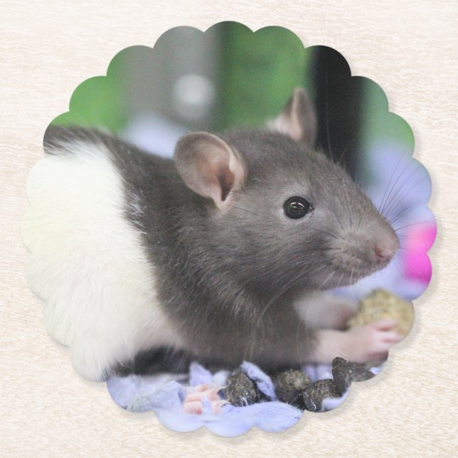 Lil rat paper coaster (Front)