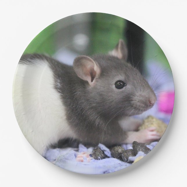 Lil rat paper plate (Front)