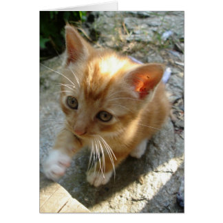 Lil' Red Kitten
