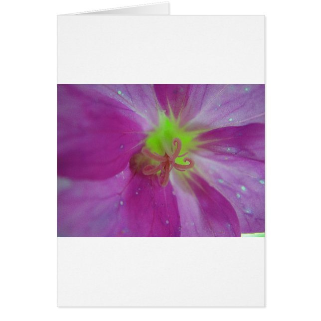 Lila striped flower pattern (Front)