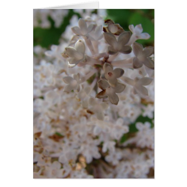 Lilac (Front)
