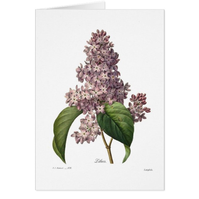 Lilac (Front)