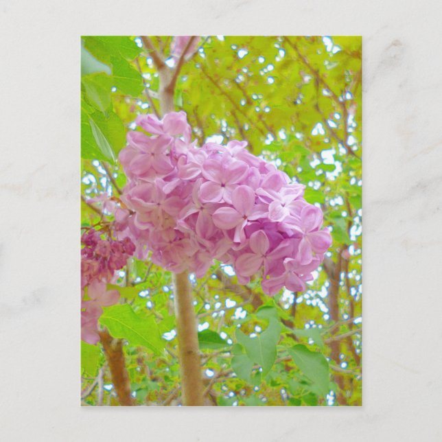 Lilac、紫丁香花（むらさきはしどい） Postcard (Front)