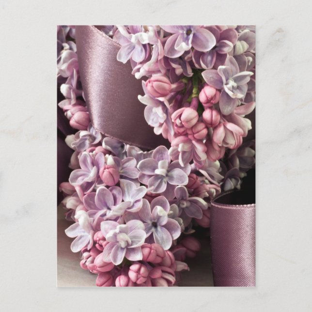 Lilac And Ribbon Curls Postcard (Front)