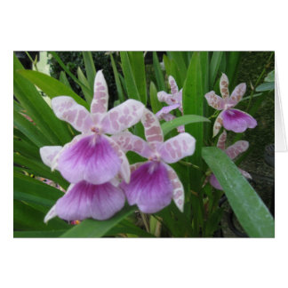 Lilac and White Orchids Card