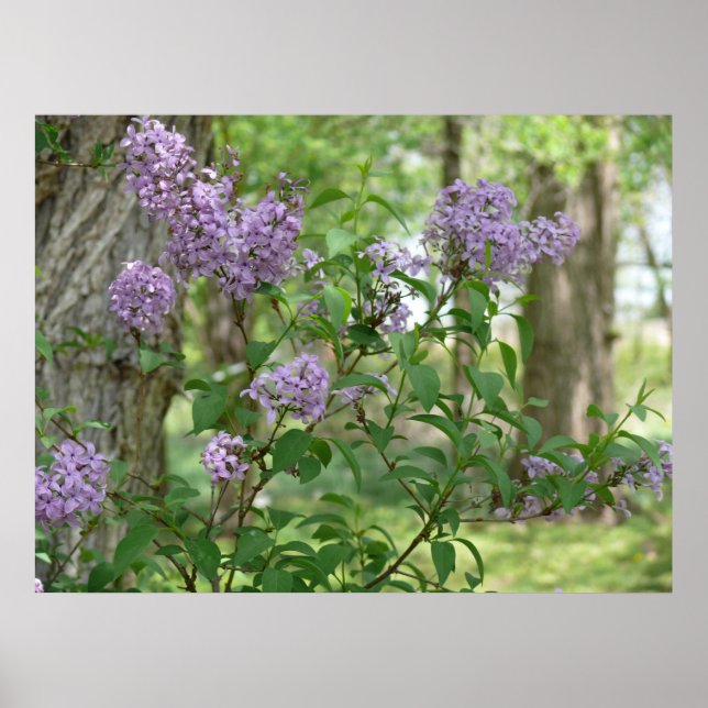 Lilac Beauty Poster (Front)