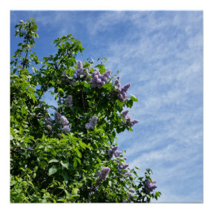 lilac bloom poster