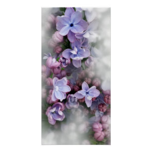 Lilac blooming poster