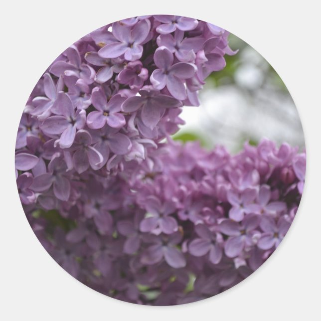 Lilac Blossoms Classic Round Sticker (Front)