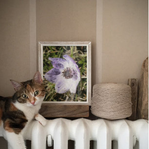 Lilac Blue Anemone Coronaria Wild Flower Painting Poster