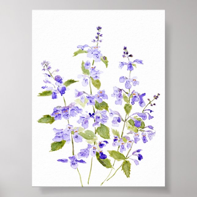 lilac-blue purple violet Nepeta racemosa Walker's  Poster (Front)