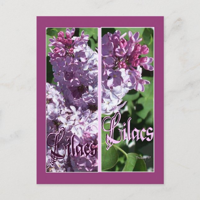 LILAC BOOKMARKS POSTCARD (Front)