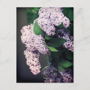 Lilac Bouquet with Vignette Postcard