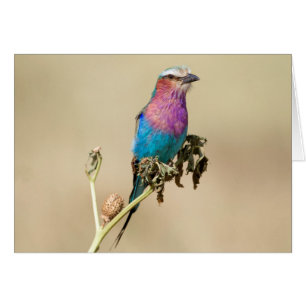 Lilac breasted Roller