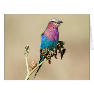 Lilac breasted Roller