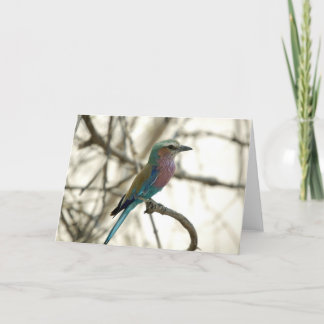 Lilac Breasted Roller Card