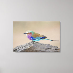 Lilac-breasted roller (Coracias caudata) Canvas Print