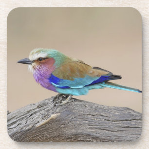Lilac-breasted roller (Coracias caudata) Coaster