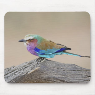 Lilac-breasted roller (Coracias caudata) Mouse Pad