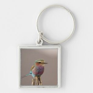 Lilac breasted Roller, Coracias caudata, Samburu Key Ring