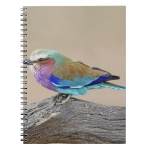 Lilac-breasted roller (Coracias caudata) Spiral Notebook