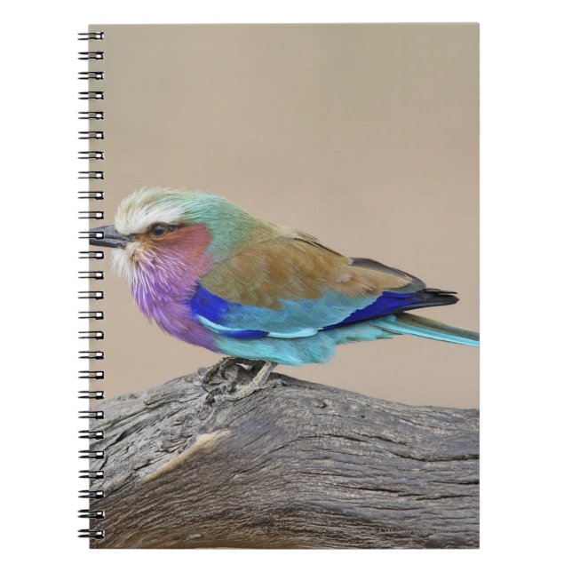 Lilac-breasted roller (Coracias caudata) Spiral Notebook (Front)
