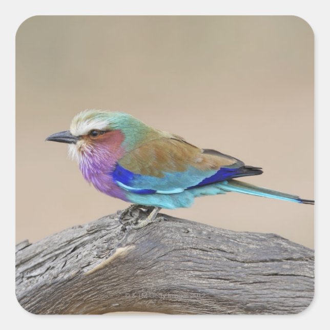 Lilac-breasted roller (Coracias caudata) Square Sticker (Front)