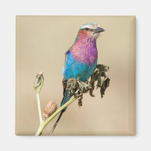 Lilac breasted Roller Magnet