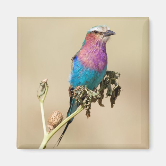Lilac breasted Roller Magnet (Front)