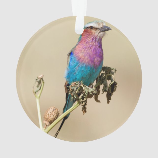 Lilac breasted Roller Ornament (Back)