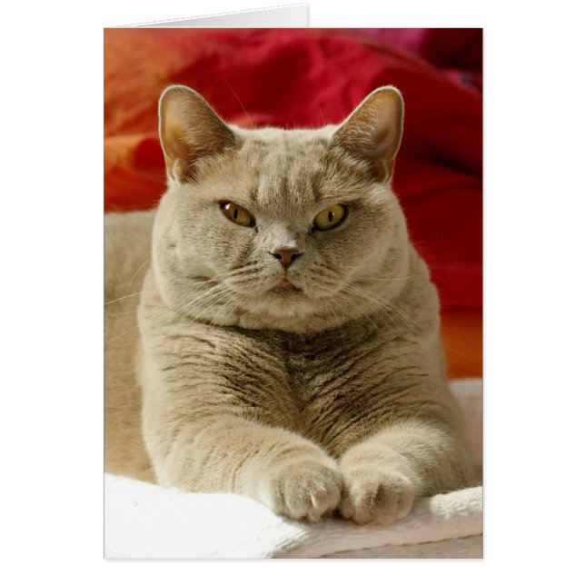 Lilac british shorthair cat (Front)