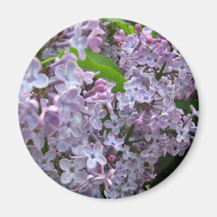 Lilac Bunches Magnet