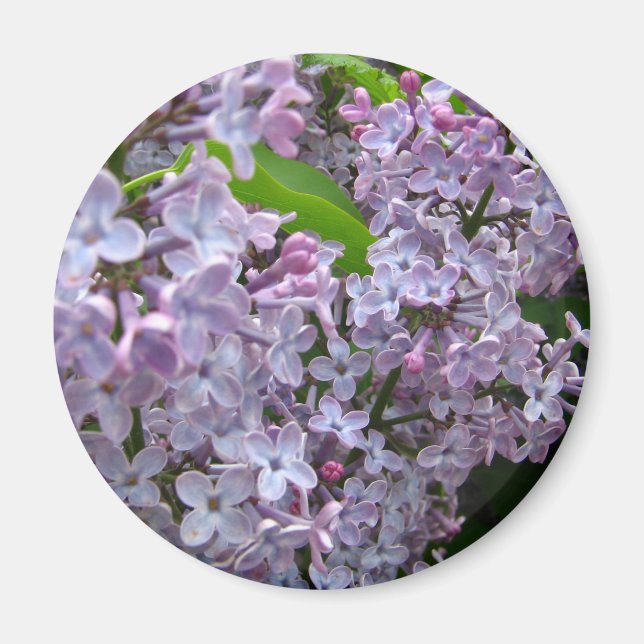 Lilac Bunches Magnet (Front)