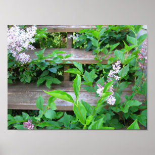 Lilac Bush and Flowers Growing through Wood Steps Poster