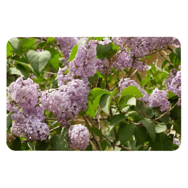 Lilac Bush Beautiful Purple Spring Flowers Magnet (Horizontal)
