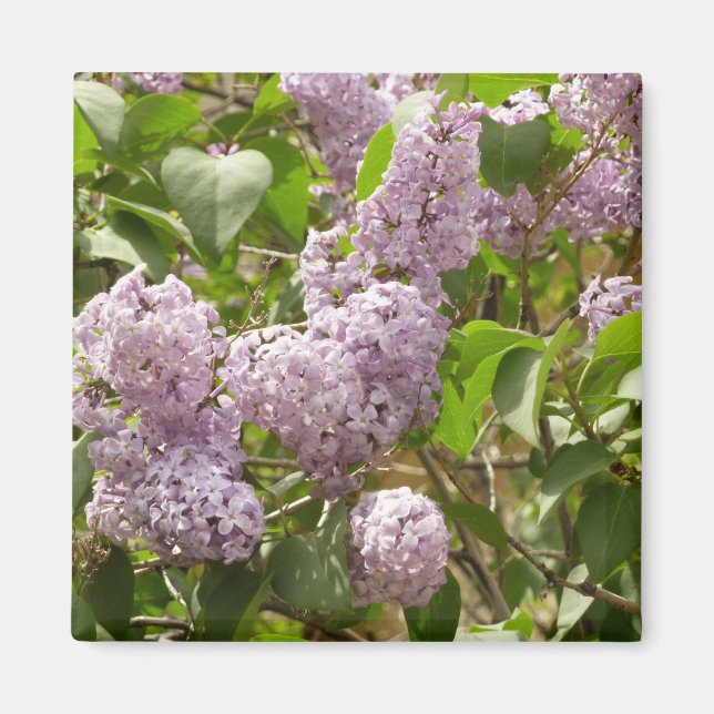 Lilac Bush Beautiful Purple Spring Flowers Magnet (Front)